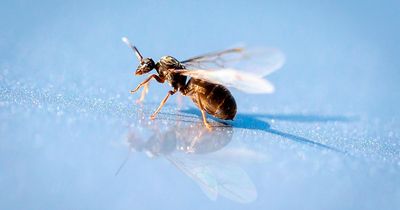 'Flying ant day' approaching as mile-long swarm spotted on Met Office radar