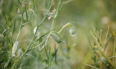 Scientists say poisonous pea could be made vital climate crisis crop