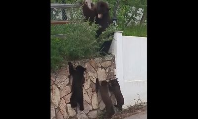 Momma bear persuades cubs to scale wall in adorable footage