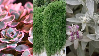 Drought-tolerant ground cover plants – 12 low-growing options for dry spells