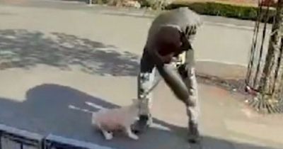 Distressing moment man caught on doorbell camera dragging and hitting puppy