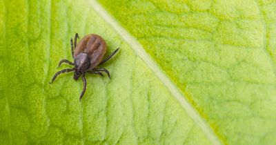 Experts warn deadly tick-borne virus 'could reach UK' as cases spread in Europe