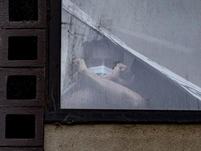 Detaining refugees doubles the risk of stress disorder