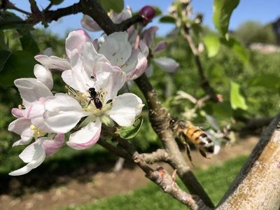 Apples, bees, mites and the pollination gauntlet