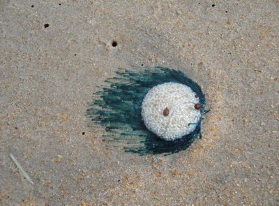 Admire the 'blue button jellyfish' washing ashore on Texas beaches, but don't touch