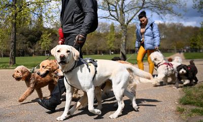 Public play parks for dogs trialled in England to fight rise in unruly pets