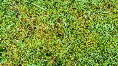 Are moss lawns better than grass? Experts weigh in on the surprisingly popular new trend