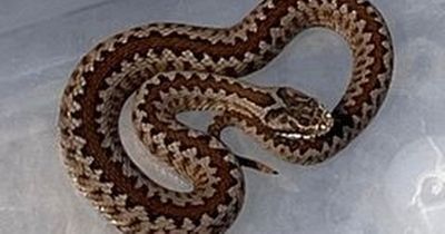 Brave teenager manages to capture venomous snake which crawled into house