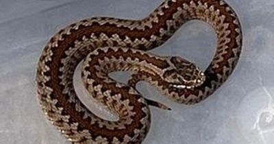 Brave teenager manages to capture venomous snake which crawled into house