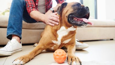 Trainer reveals four simple tips for entertaining your dog indoors — and number three is brilliant for tiring them out!