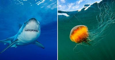 Sharks, man o'war and jellyfish - the terrifying sea creatures coming to UK beaches soon