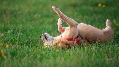 13 ways to create a dog friendly garden