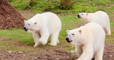 Polar bear mum and twin cubs arrive at zoo just 1 hour from Nottingham