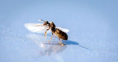 Mile-long swarm of flying ants spotted on weather radar and more could be on way