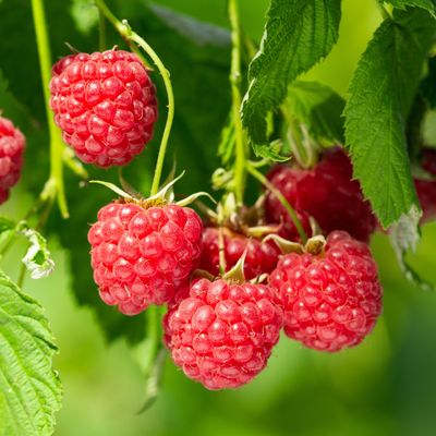 How to grow raspberries from shop-bought – 4 simple steps to transform supermarket berries