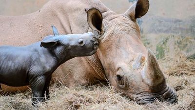 Orphaned Baby Rhino Goes On Walks With Keepers