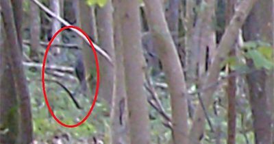 'Big cat' caught on camera in Westcountry by couple who have spent a decade tracking the beasts