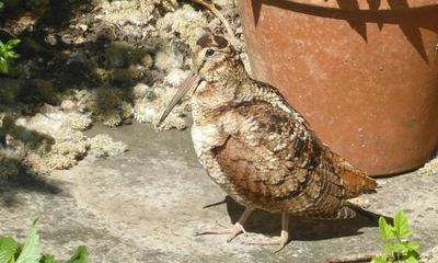 Country diary: A nesting woodcock is the ultimate acceptance of our wildlife garden