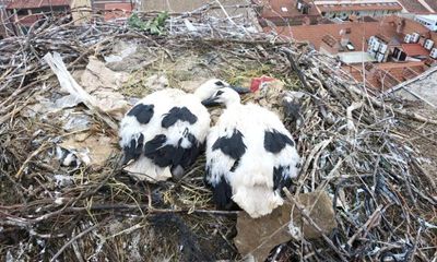 Safety concerns for chicks grow as birds build nests with rubbish, study shows