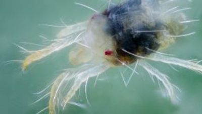 Male spider mites ‘strip females to jump queue’