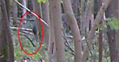 Big cat hunters share 'definitive' pictures caught on camera in woods