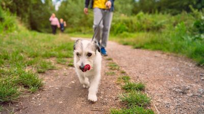 Are you holding your dog’s leash correctly? Try this trainer’s simple advice for more calm and controlled walks