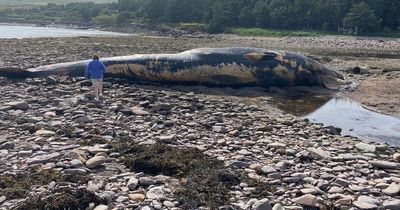 Giant 75ft whale found washed up on Kerry beach