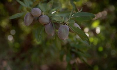 ‘Lose-lose situation’: irrigators and environmental groups criticise plan for 2,500ha almond farm