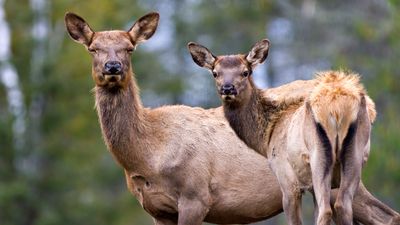 Unsuspecting Yellowstone tourists run for their lives after stumbling across irate mother elk