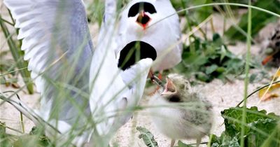 Suspected bird flu kills more than 600 Arctic tern chicks at UK's largest mainland breeding colony