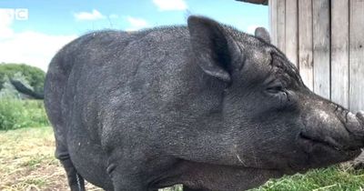 Pig left unable to walk after being fed junk food and fizzy drinks while kept in flat