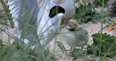 Suspected avian flu outbreak kills quarter of Arctic tern chicks at Northumberland coast nature reserve