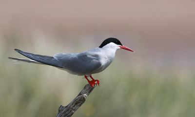 Rangers ‘heartbroken’ after 600 dead Arctic tern chicks found in Northumberland