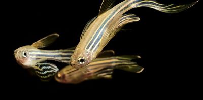 Zebrafish share skin-deep similarities with people, making them helpful models to study skin conditions like vitiligo and melanoma