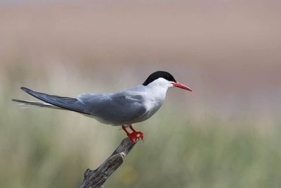 Bird flu outbreak at breeding colony ‘devastating news’ for Arctic terns