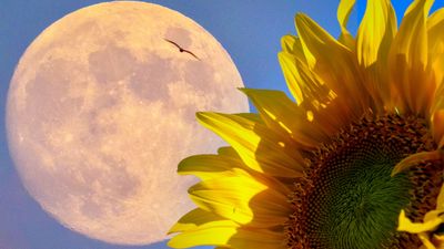 The New Moon July 2023 in Cancer is pressing an emotional reset button on your life