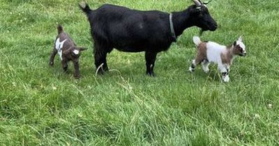 Two kid goats believed to have been stolen from Dublin nursing home