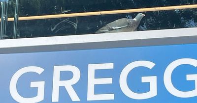 Frantic pigeon desperately tries to escape from Greggs in Bristol