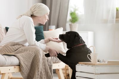 Dog genes could hold key to curing cancer, new research shows