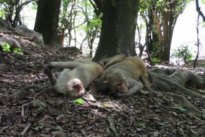 Same-sex sexual behaviour is widespread in macaque monkeys, study suggests