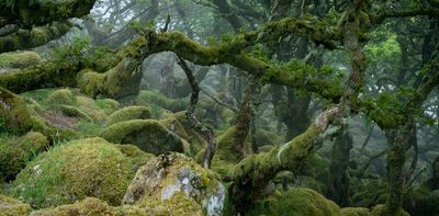 How to recognise a temperate rainforest in Britain and Ireland when you see one