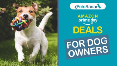 Last chance! It’s the 2nd day of the Amazon Prime Day dog deals and there are some paw-sitively amazing bargains still up for grabs