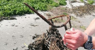 Dog almost killed after being impaled by spike from discarded lobster pot in Co Down