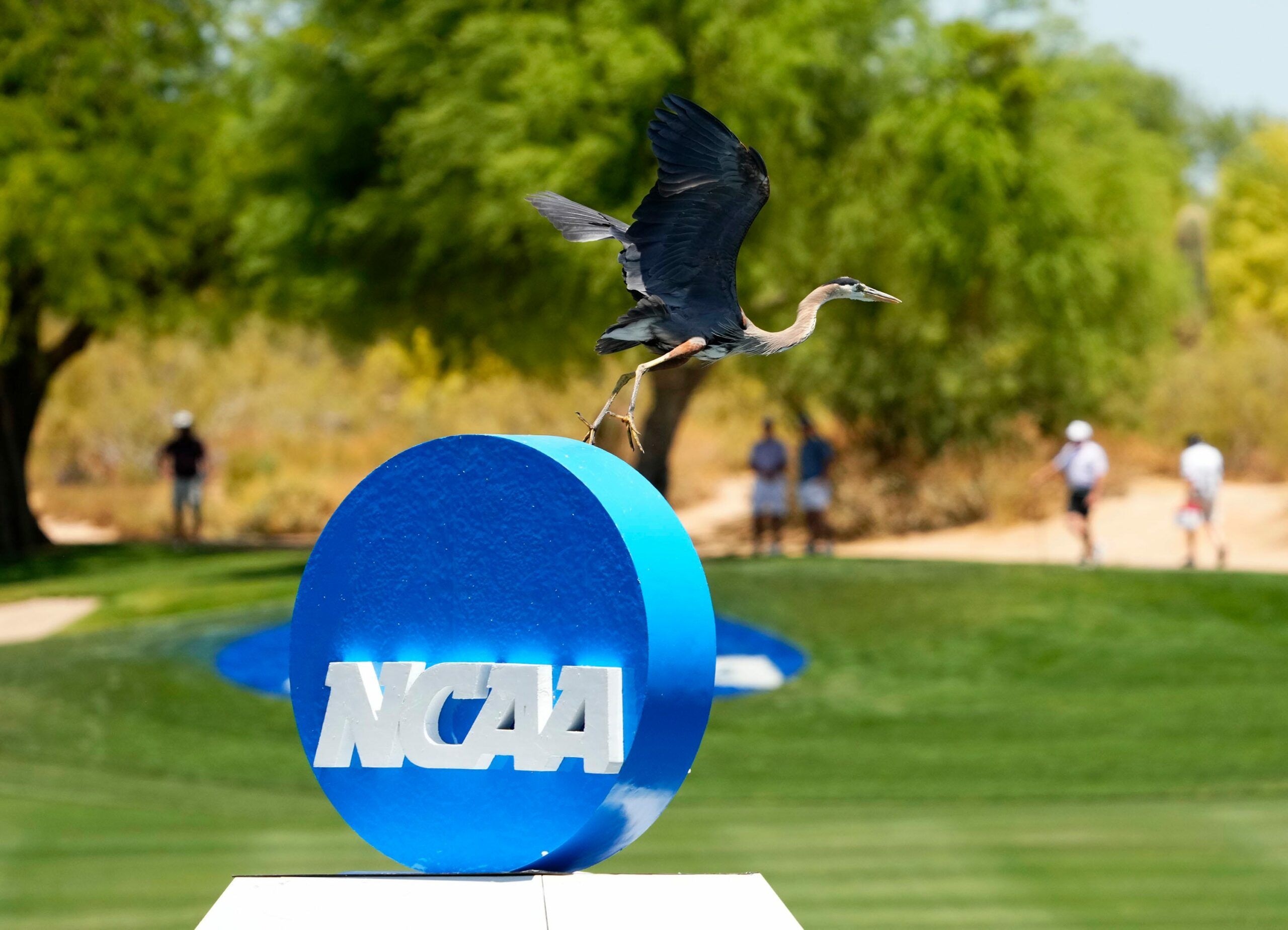 Spikemark Golf to manage NCAA college golf scoring and…