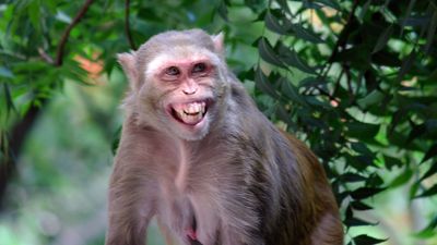 Male monkeys on tiny island have way more sex with each other than females, scientists discover