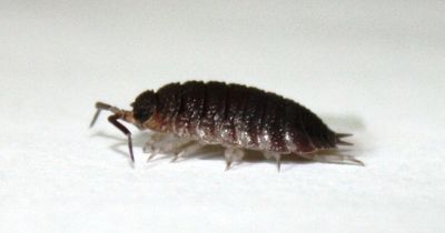 Woodlice in your home could be sign of expensive problem - but you shouldn't kill them