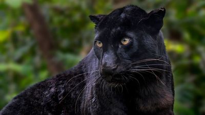 Photographic Proof Emerges Of Big Cat Roaming English Countryside