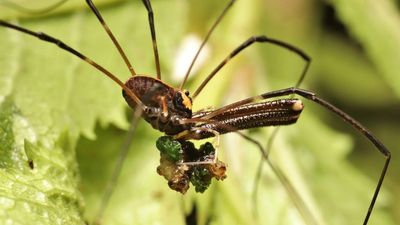 New Zealand Arachnid Species Exhibits Rare Trimorphism In Male Members
