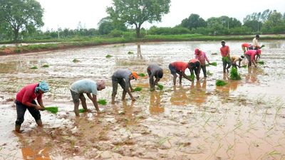 Once drought-hit, Siddipet now attracts migrant farm workers