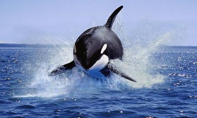 The orca uprising: whales are ramming boats – but are they inspired by revenge, grief or memory?